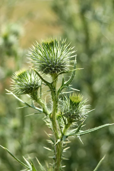 Boğa thistle ile diken