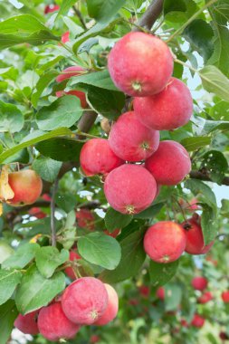 Red apples on a branch clipart