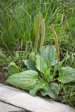 Plantain near stone curb clipart