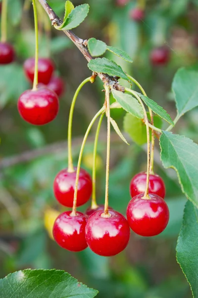 Red cherries on a branch — Stock Photo, Image