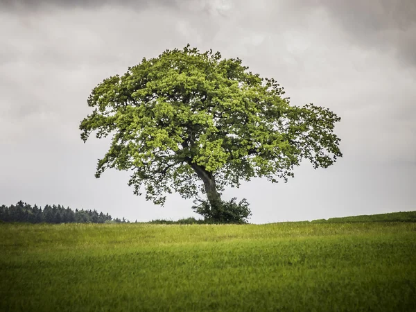 Μοναχικό δέντρο — Φωτογραφία Αρχείου