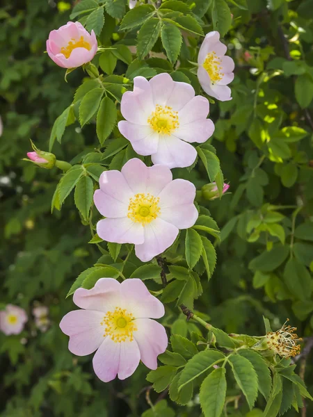 Rose selvatiche — Foto Stock