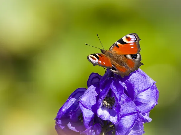 Inachis io vlinder — Stockfoto