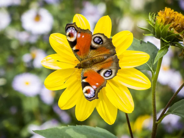 나비 공작 Io — 스톡 사진