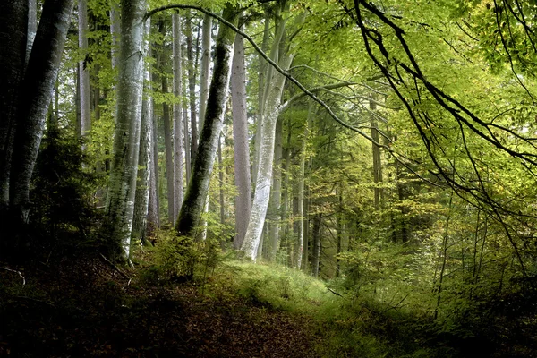Темный лес — стоковое фото