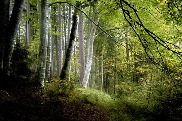 Dark forest — Stock Photo, Image