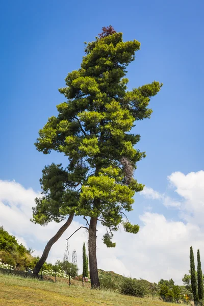 Ładne drzewo — Zdjęcie stockowe