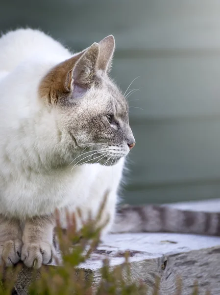 stock image Cat portrait