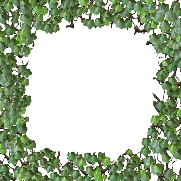 Ivy frame — Stockfoto