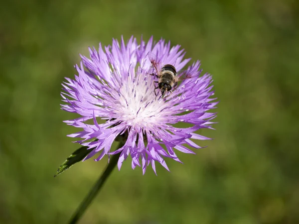 Küçük arı — Stok fotoğraf