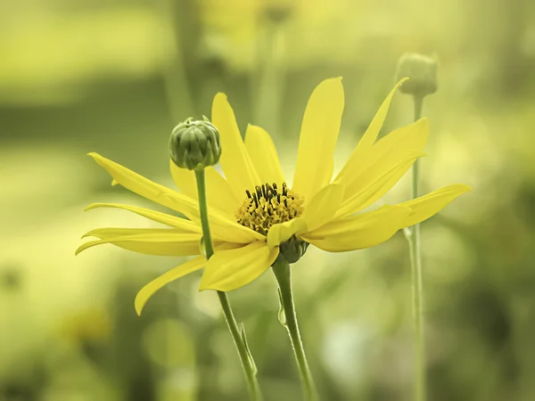 Yellow flower mood — Stock Photo, Image
