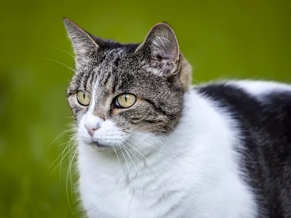 stock image Cat portrait