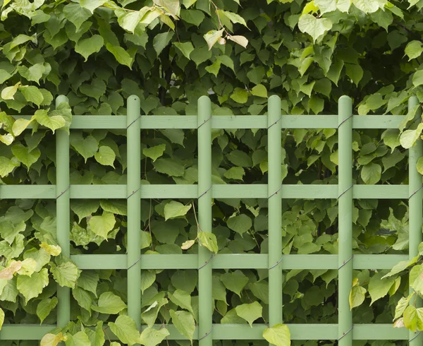 Gröna staket — Stockfoto