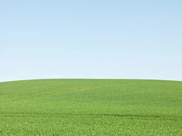 Зеленому полі — стокове фото