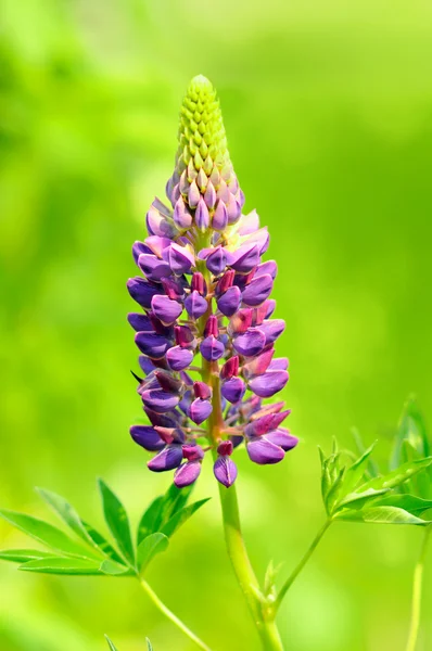Bellissimo fiore di lupino viola — Foto Stock