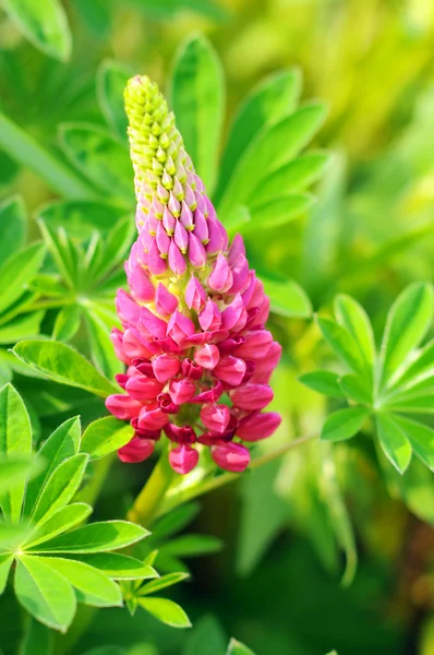Güzel pembe acı bakla çiçeği — Stok fotoğraf