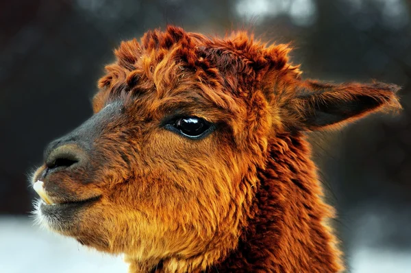 Brown alpaca portrait — Stock Photo, Image