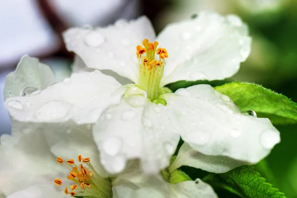 Hermosa flor de manzana con gotas de agua —  Fotos de Stock