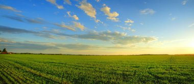 Panorama of sunrise over cereal field clipart