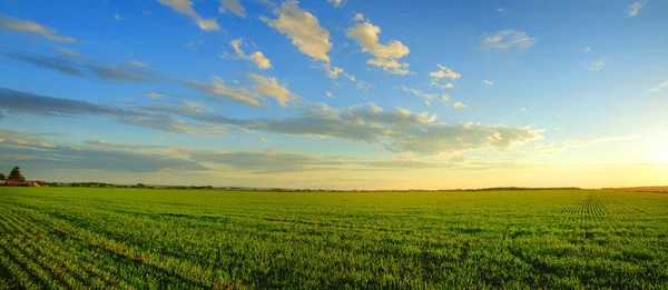 Panorama of sunrise over cereal field — Stock Photo, Image
