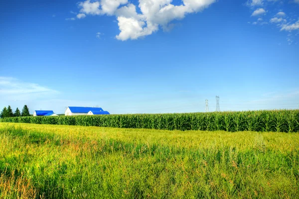 HDR maïs veld boerderij en hemel — Stockfoto