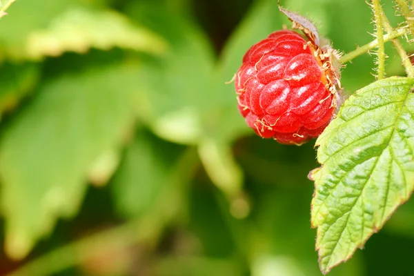 Raspberry fruit op plant — Stockfoto