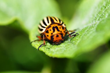 Macro of Colorado potato beetle on leaf clipart