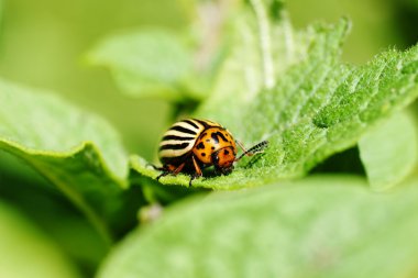 Colorado potato beetle feeding on leaves clipart