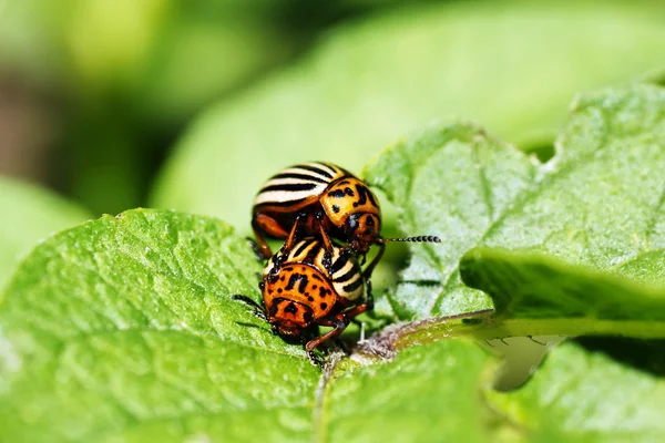 stock image Potato beetles mating on leaves