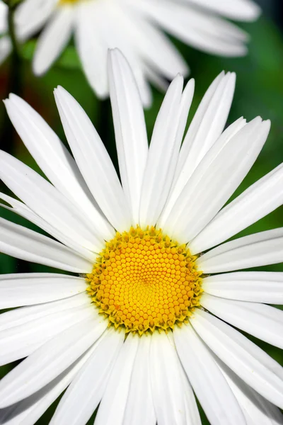 Floral daisy background — Zdjęcie stockowe