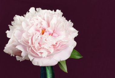 Beautiful pink peony flowers over burgandy clipart