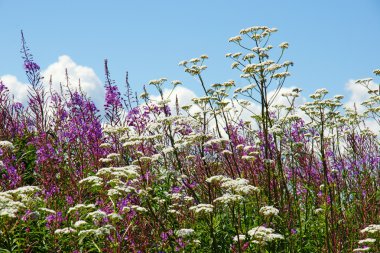 Beautiful wildflowers clipart