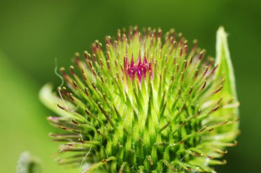 Thistle makro