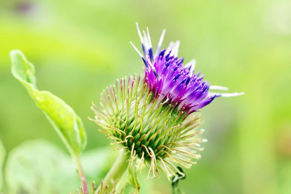 Distel lila Blume — Stockfoto