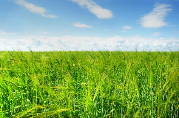 Зеленое ячменное поле и голубое небо — стоковое фото