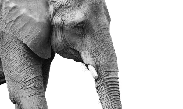 Puissant portrait d'éléphant noir et blanc — Photo