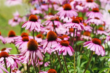 Field of coneflowers clipart