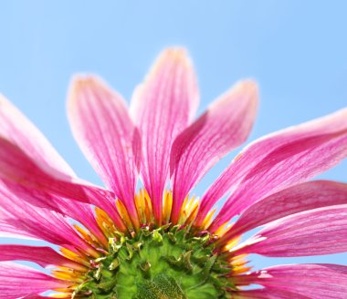 Under a coneflower and sky clipart