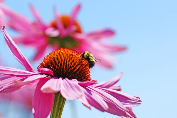 Bumblebee coneflower üzerinde — Stok fotoğraf
