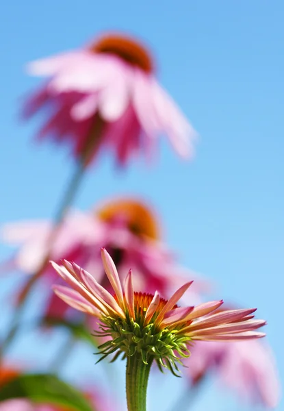 Fleurs de conifères verticales et ciel — Photo