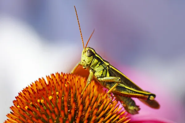 Grasshopper on coneflower — Stock Photo, Image