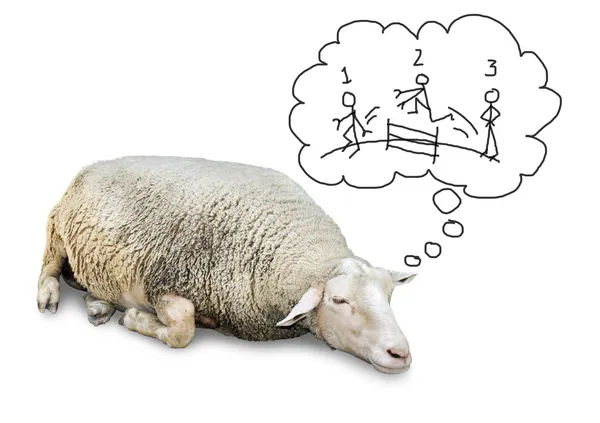Спящие овцы, считая людей — стоковое фото