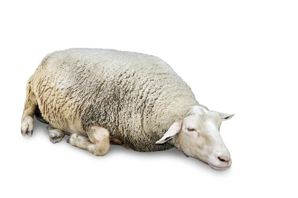 Durmiendo ovejas en blanco — Foto de Stock