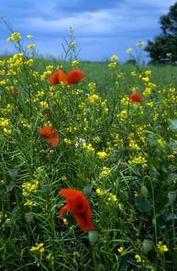 Poppies buğday alanında