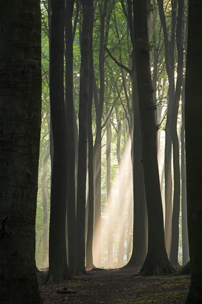 霧の深い朝に夏の森の風光明媚なビュー — ストック写真