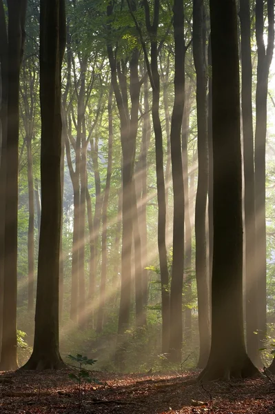 Rozhledny na letní lesa v mlhavé ráno — Stock fotografie
