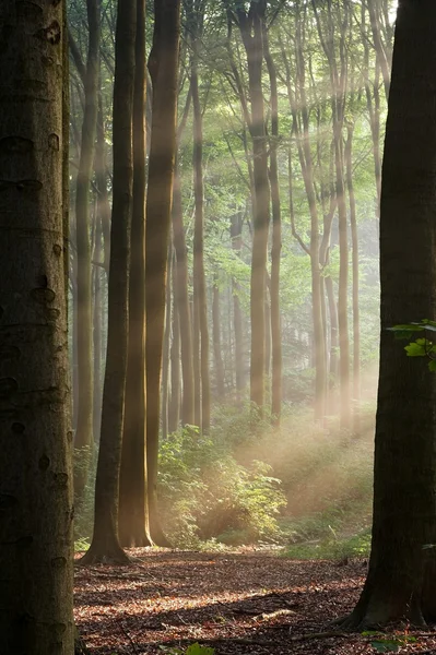 Malerischer Blick auf den Sommerwald an einem nebligen Morgen — Stockfoto