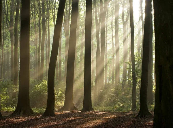 Вид на літній ліс в туманний ранок — стокове фото