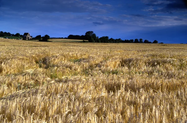 Желтое ржаное поле, рассеянное ветром — стоковое фото