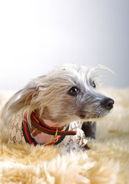 Chinese Crested Dog clipart